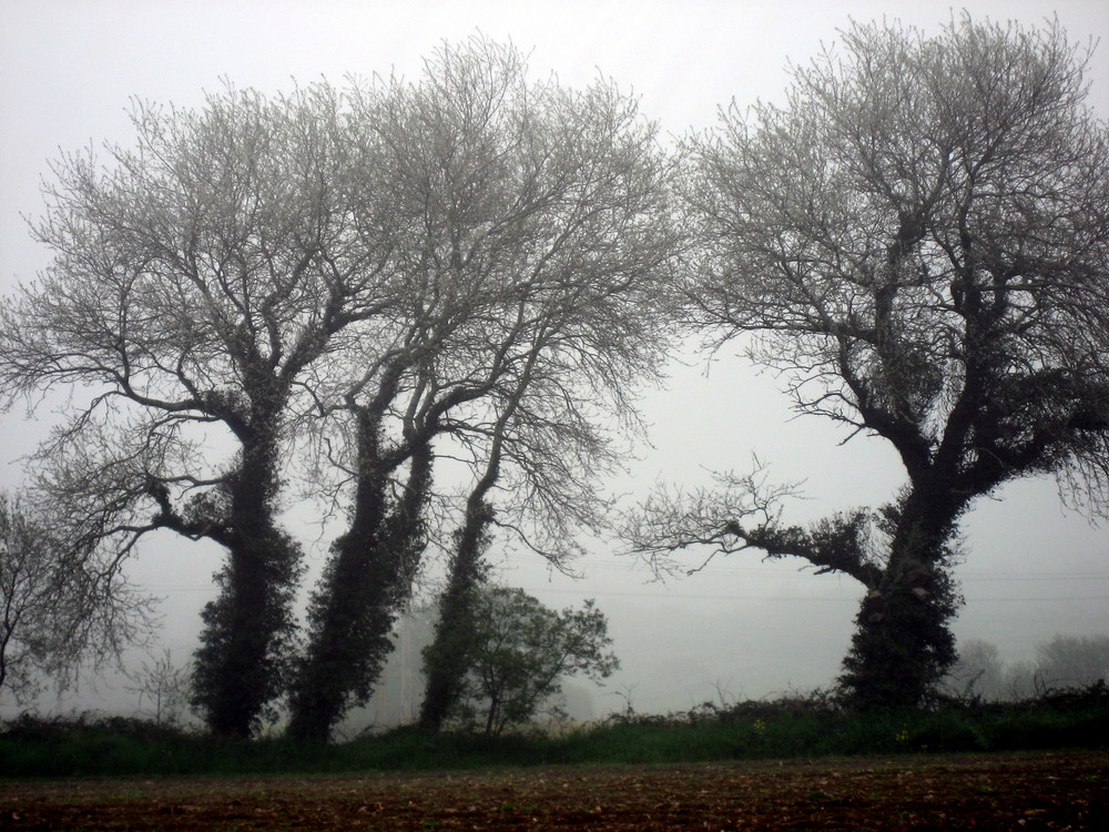 Brume matinale