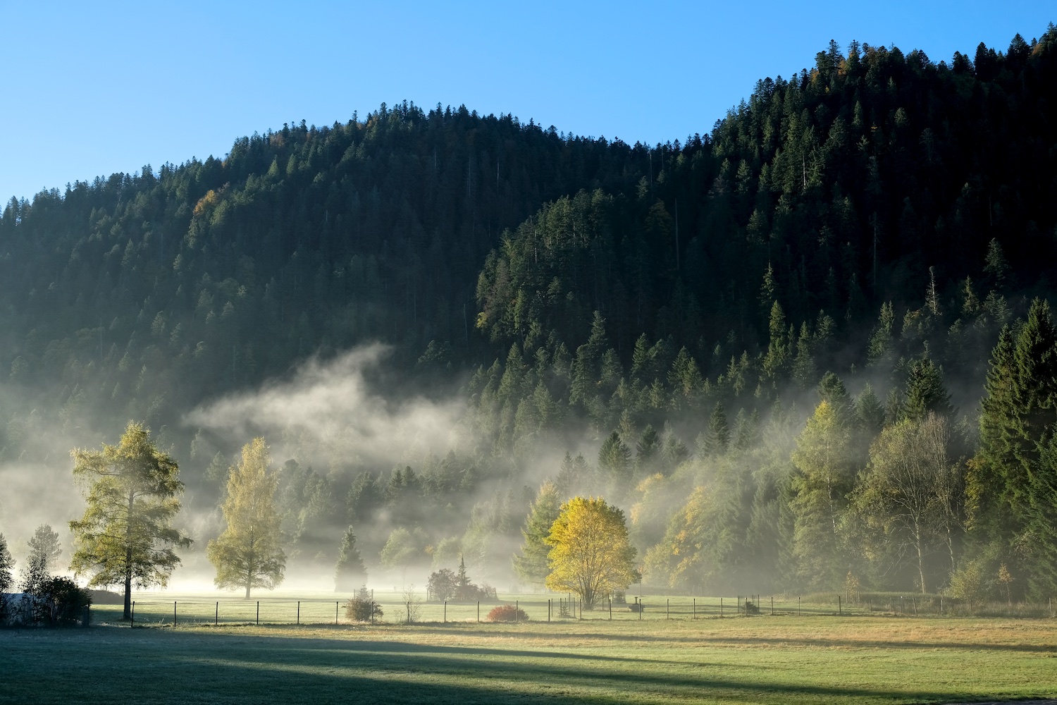 Brume matinale