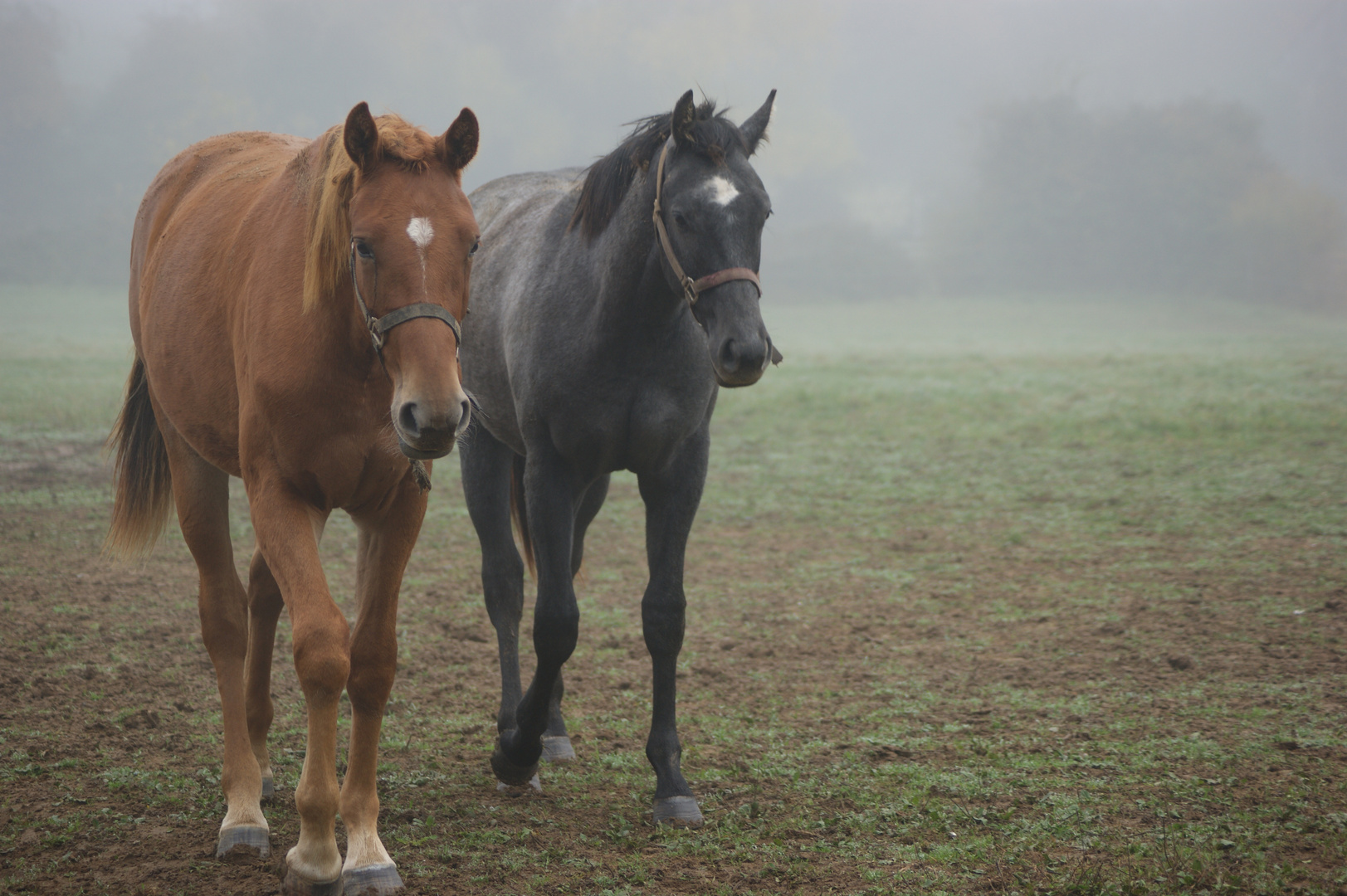 brume matinale