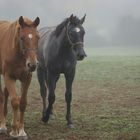 brume matinale