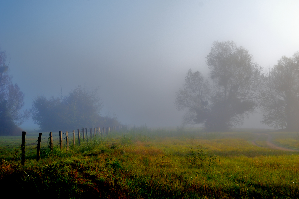 Brume matinale