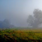 Brume matinale