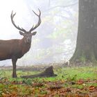 brume matinale 