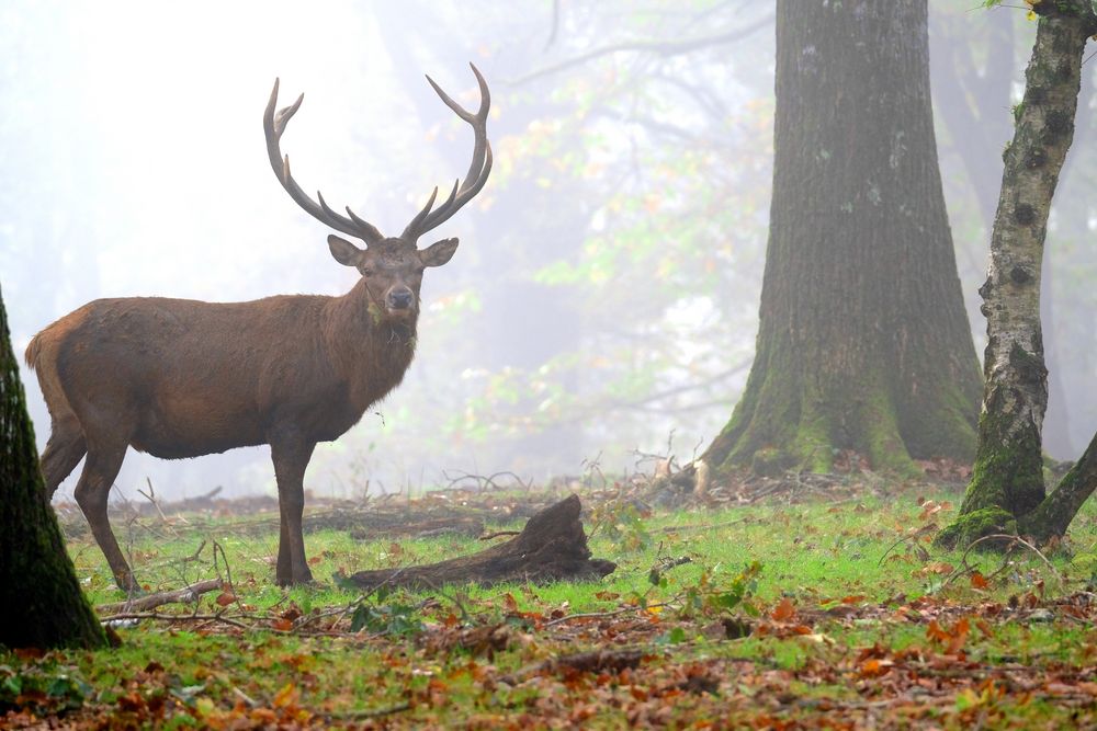 brume matinale 