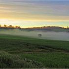 Brume matinale