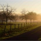 Brume matinale