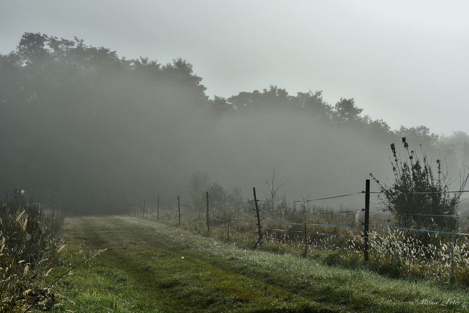 Brume matinale