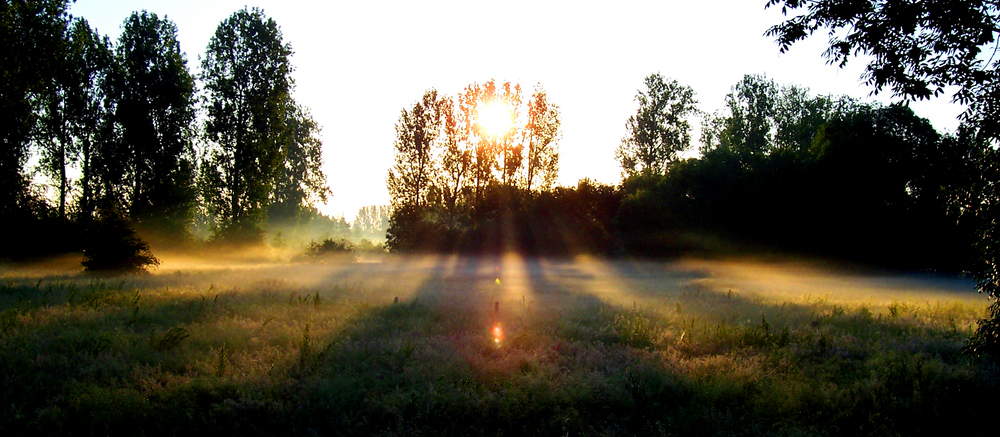 Brume matinale