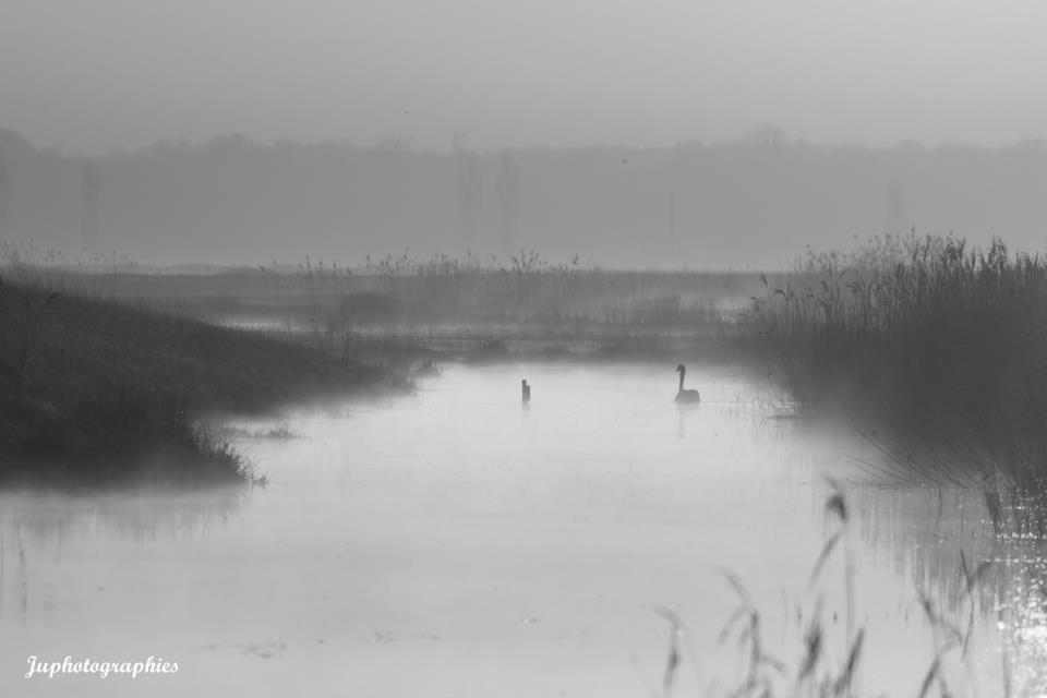 brume matinale, cygne, noir et blanc