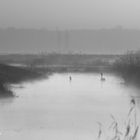 brume matinale, cygne, noir et blanc