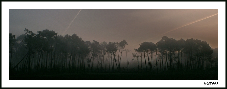 Brume matinale dans la forêt Landaise