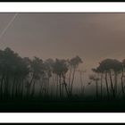 Brume matinale dans la forêt Landaise