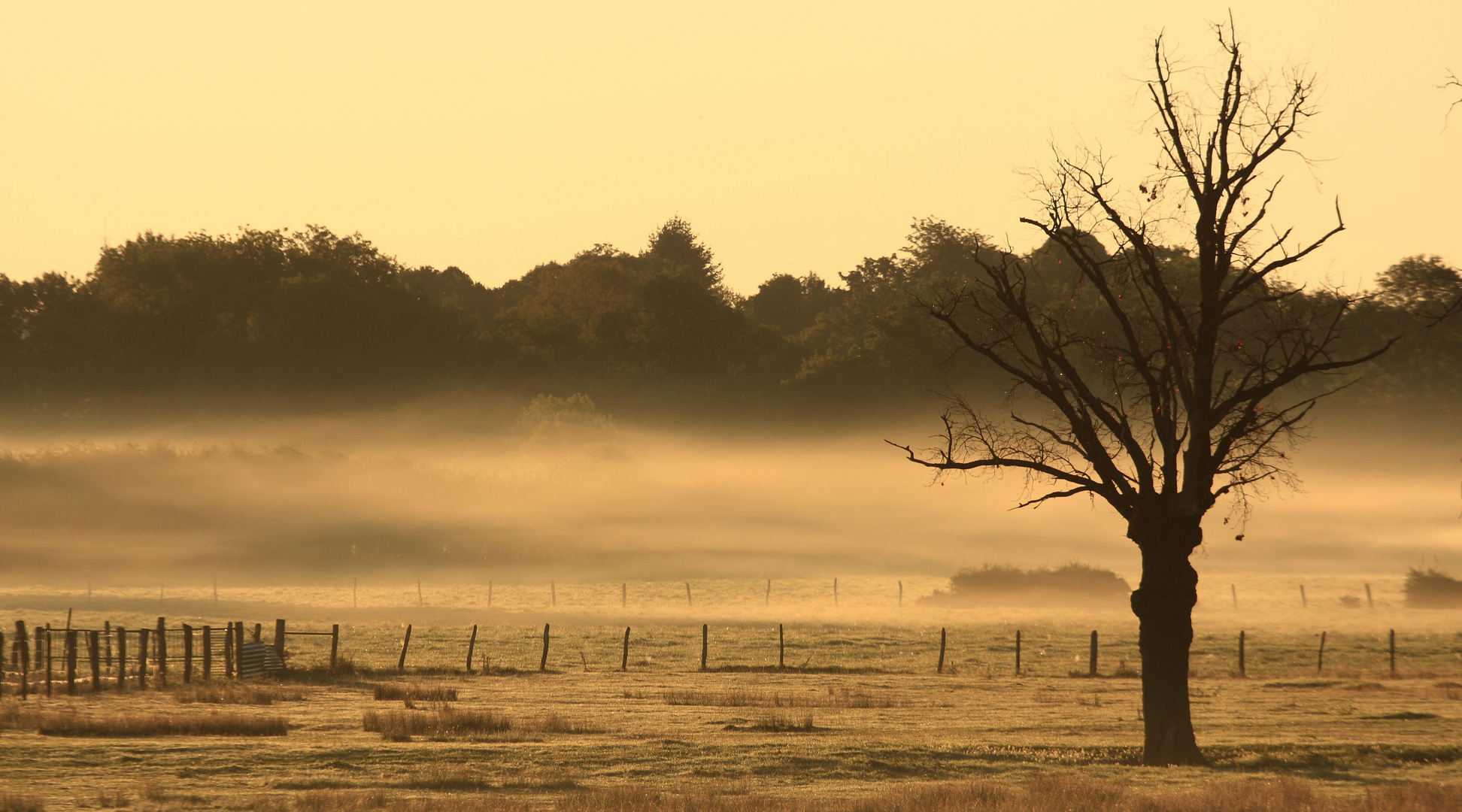 Brume matinale