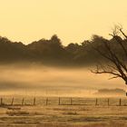 Brume matinale