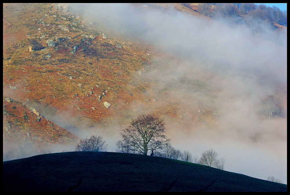 Brume matinale et hivernale