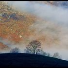 Brume matinale et hivernale