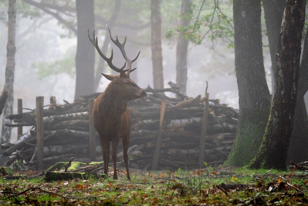 brume matinale