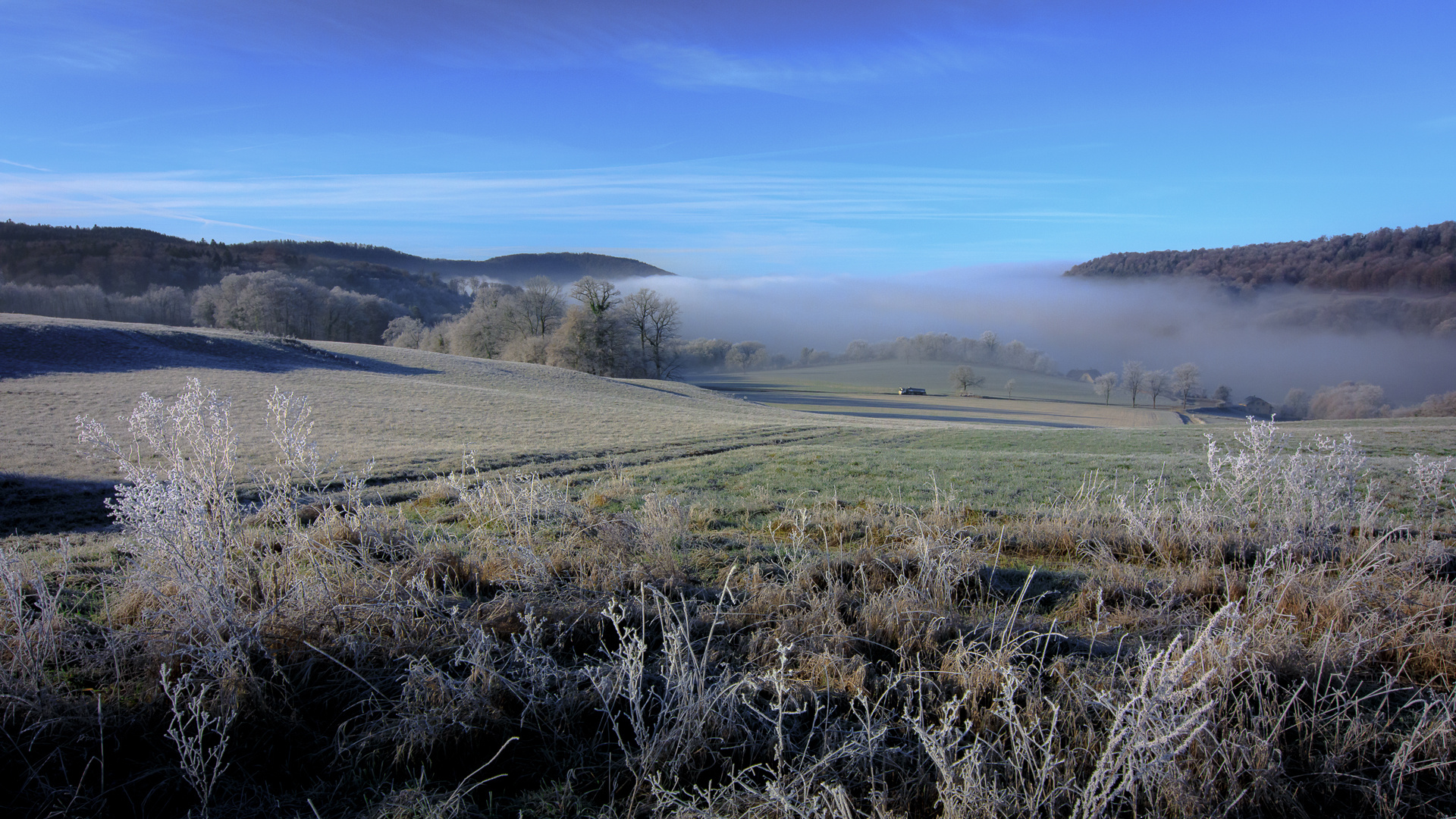 Brume matinale + givre