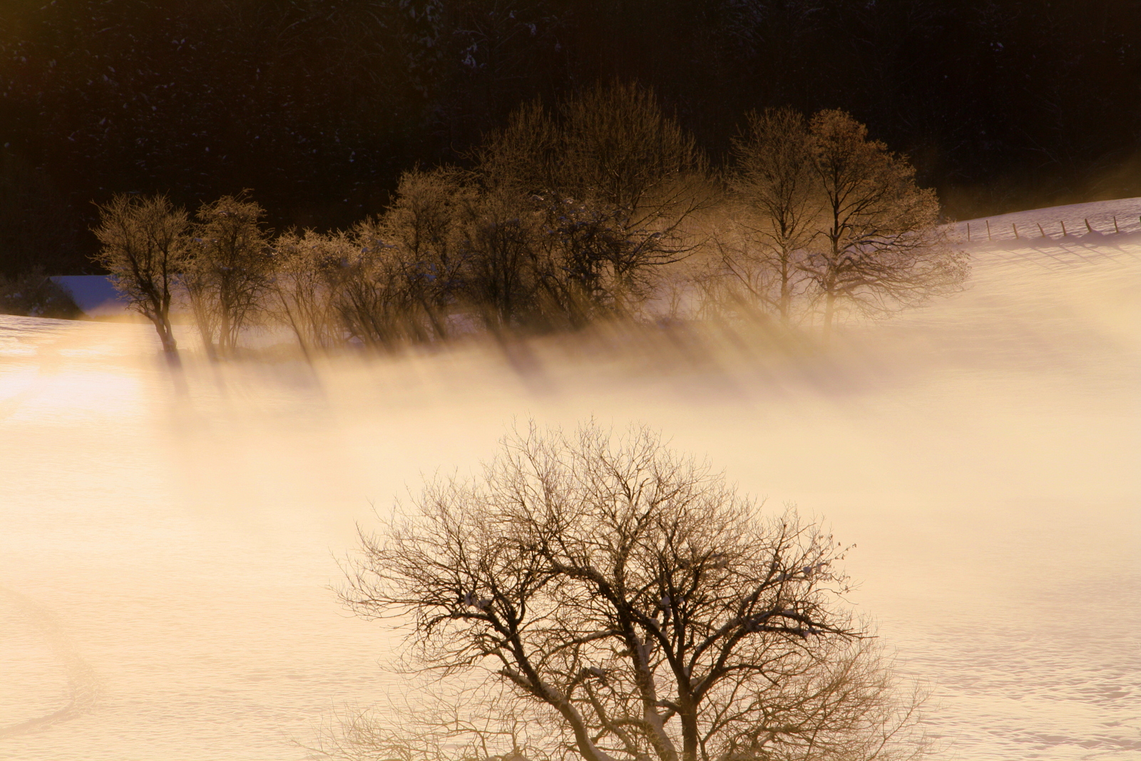 Brume sauvage