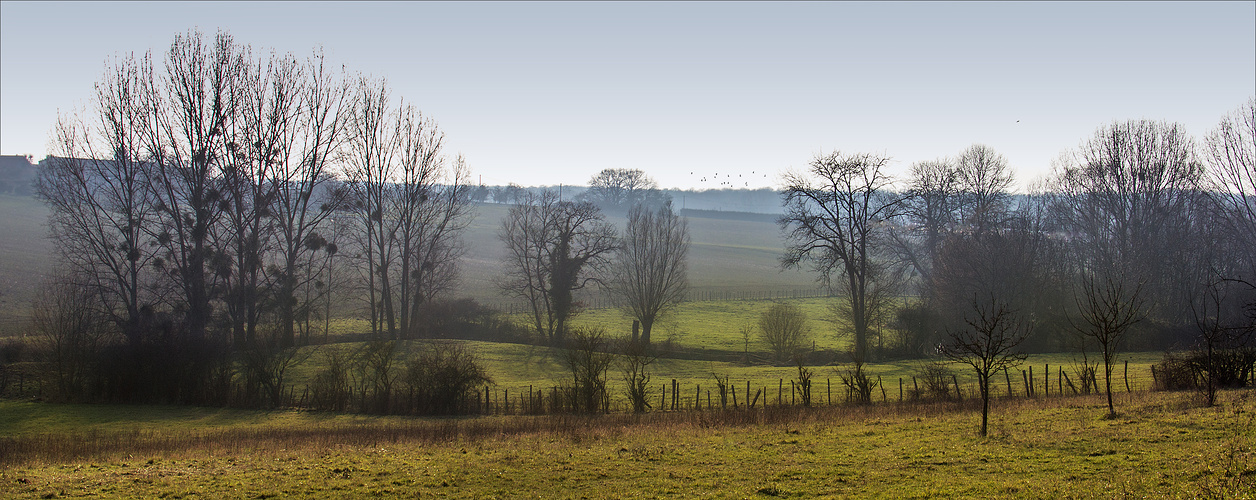 Brume sur la campagne