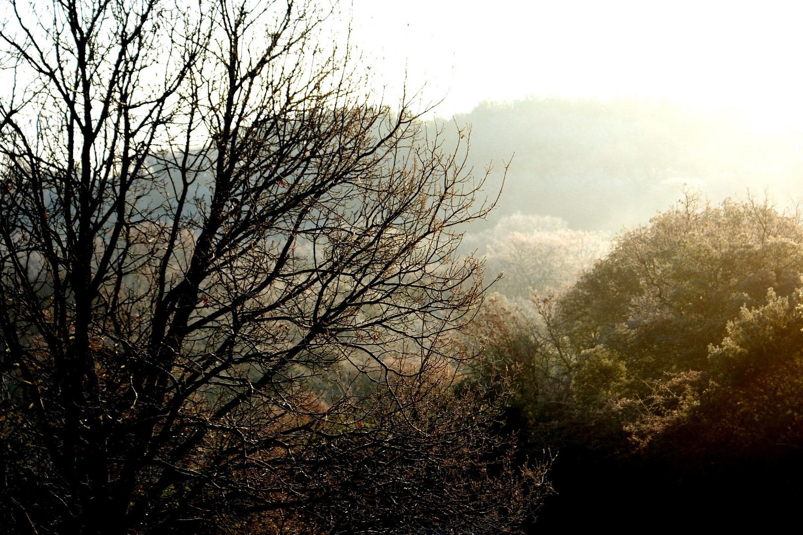 brume sur la campagne