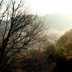 brume sur la campagne