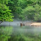 brume sur la maulde