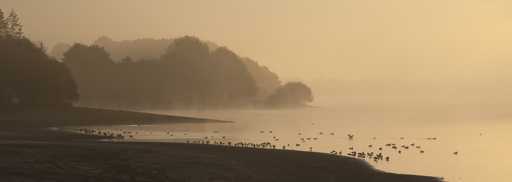 Brume sur le lac