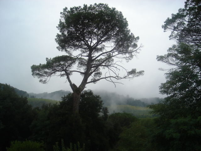 Brume toscane