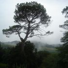 Brume toscane