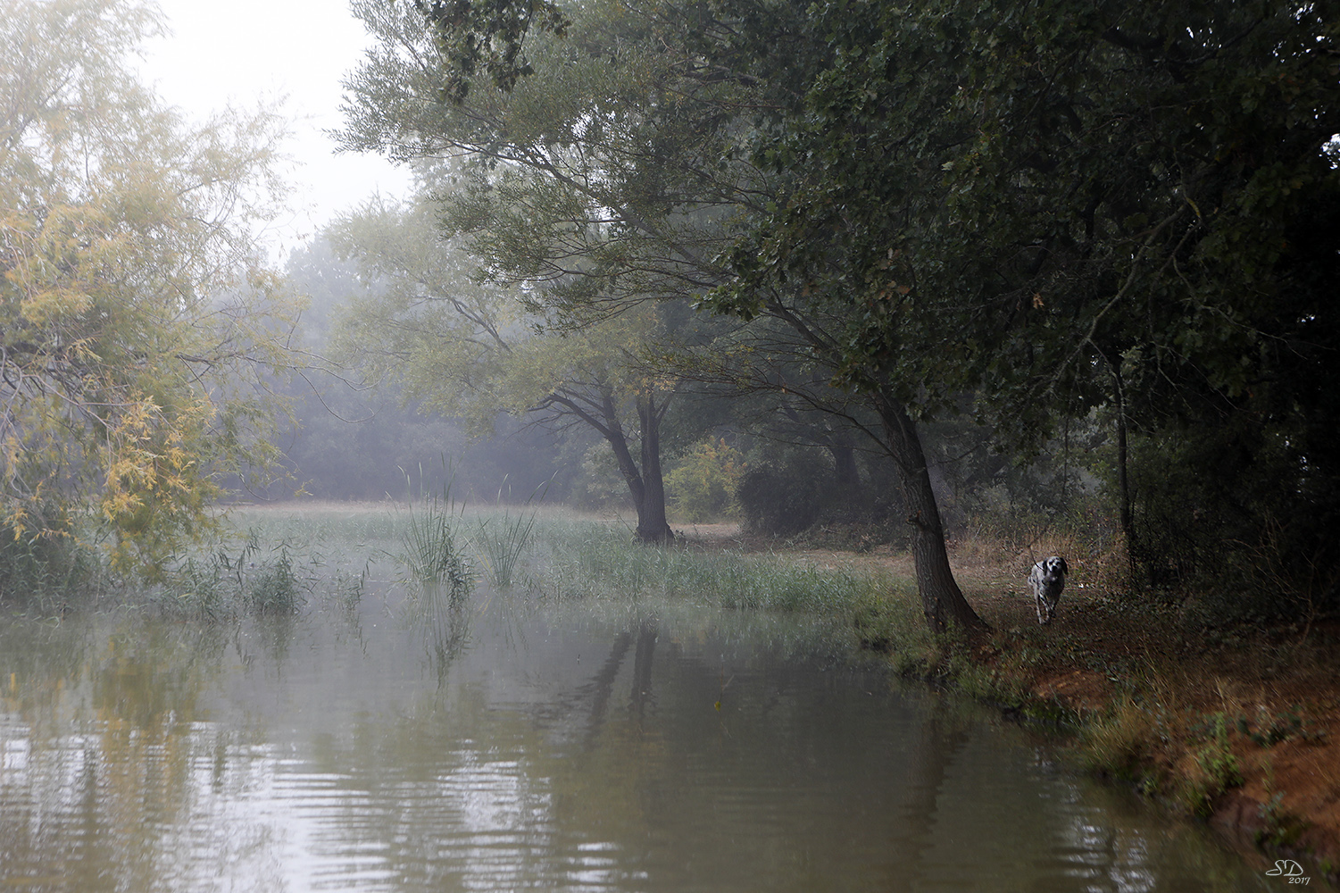 Brumes d'automne 