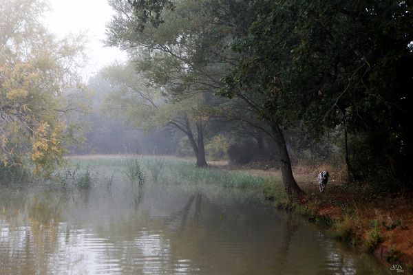 Brumes d'automne 