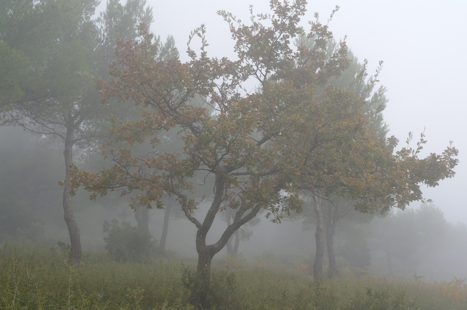 Brumes d'automne