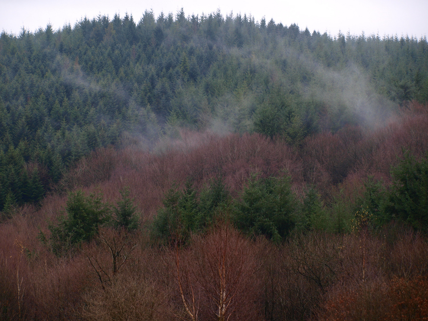 brumes qui se levent sur la foret de Chabrieres