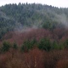 brumes qui se levent sur la foret de Chabrieres