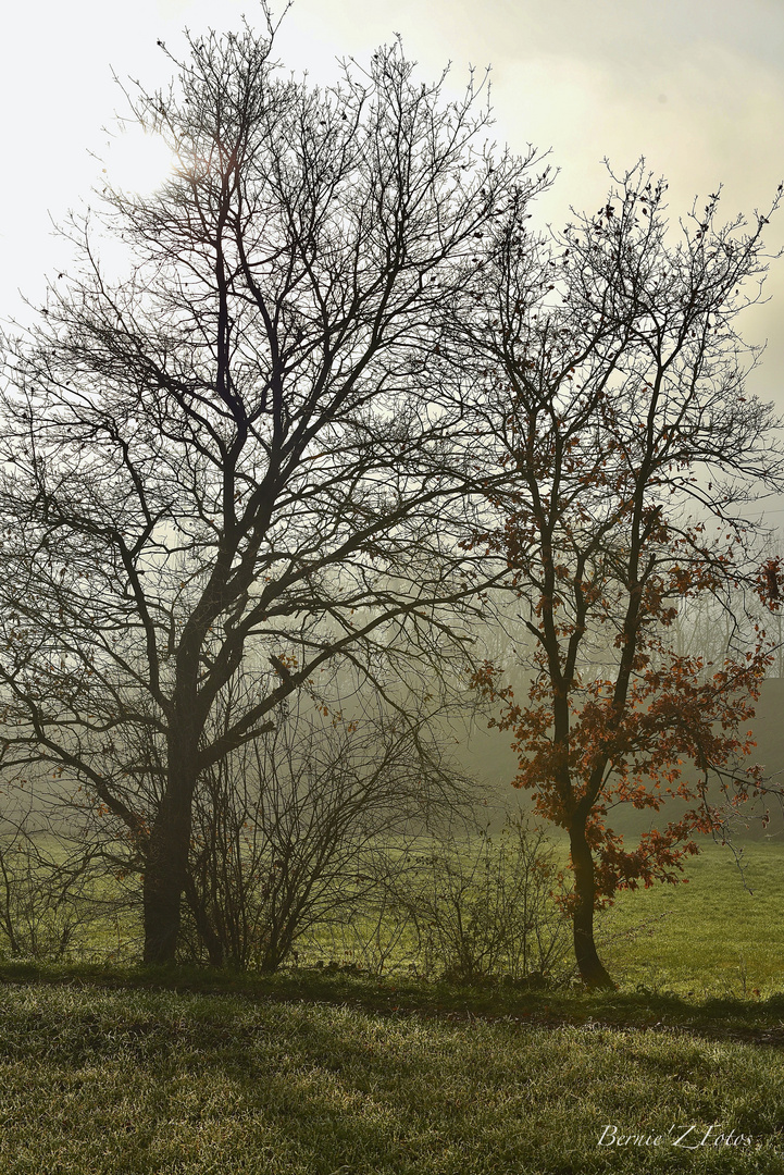 Brumes sur la campagne