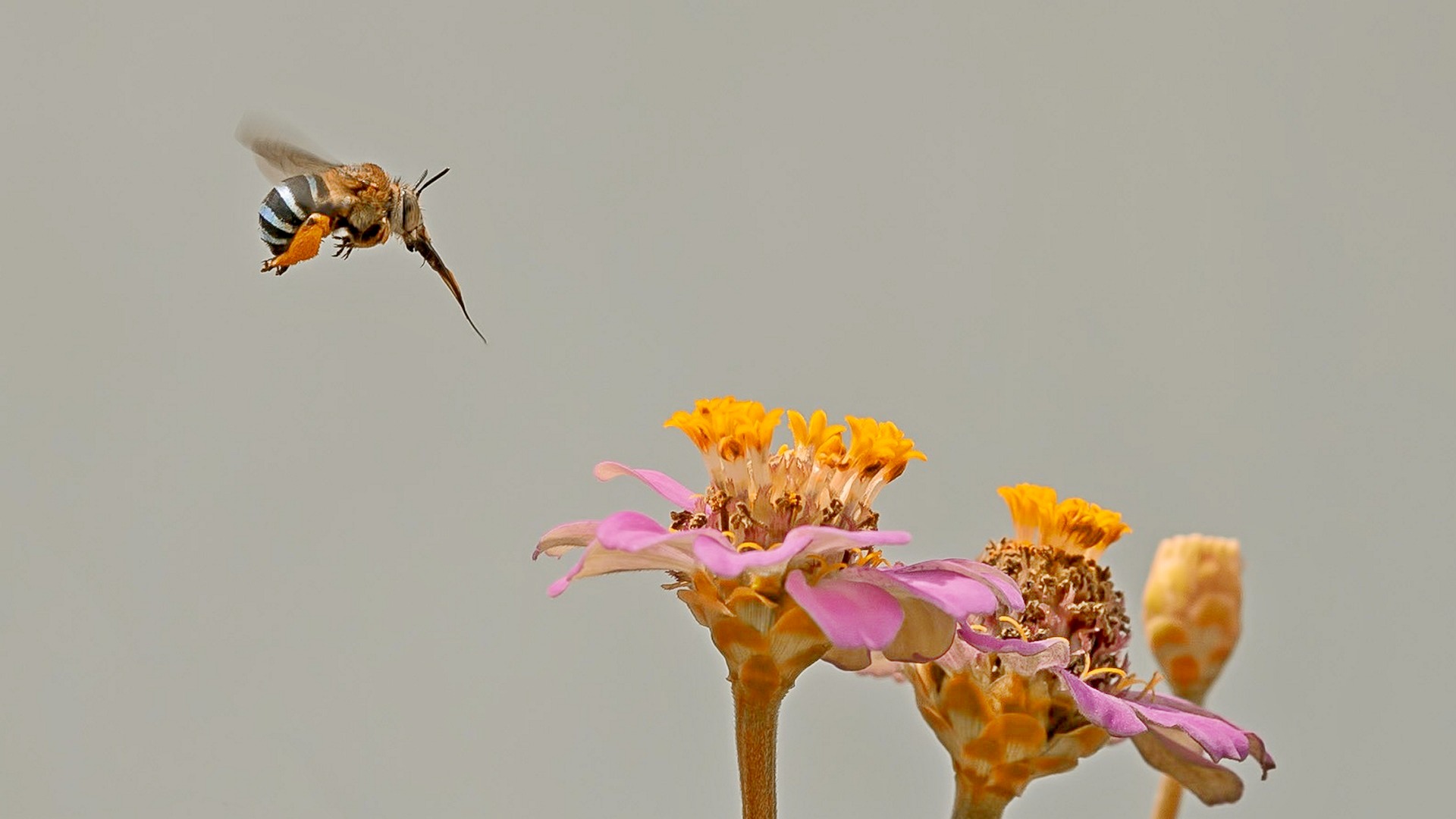 Brumi im Anflug