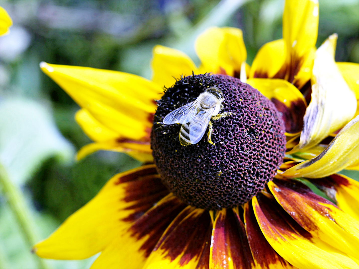 Brumm, brumm, brumm - bienchen summ herum!