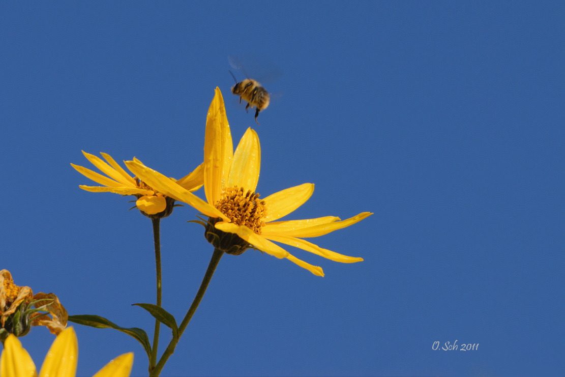 Brumm-brumm-brumm - Hummel(ab)flug