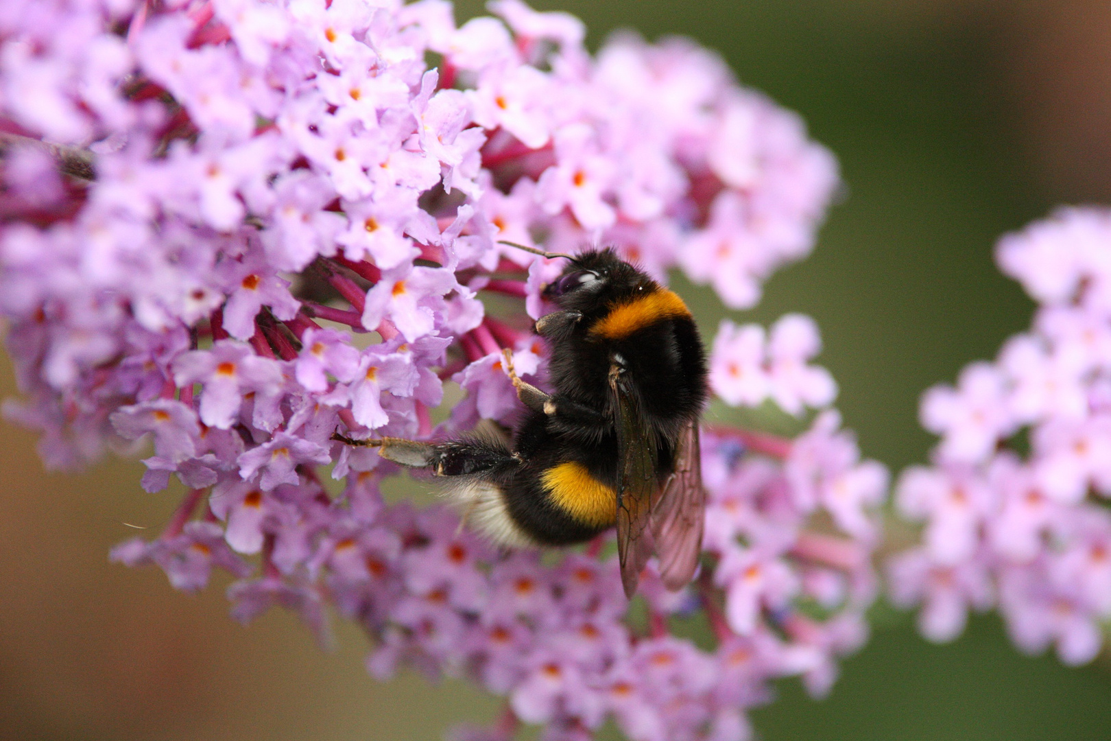 Brumm-Hummel