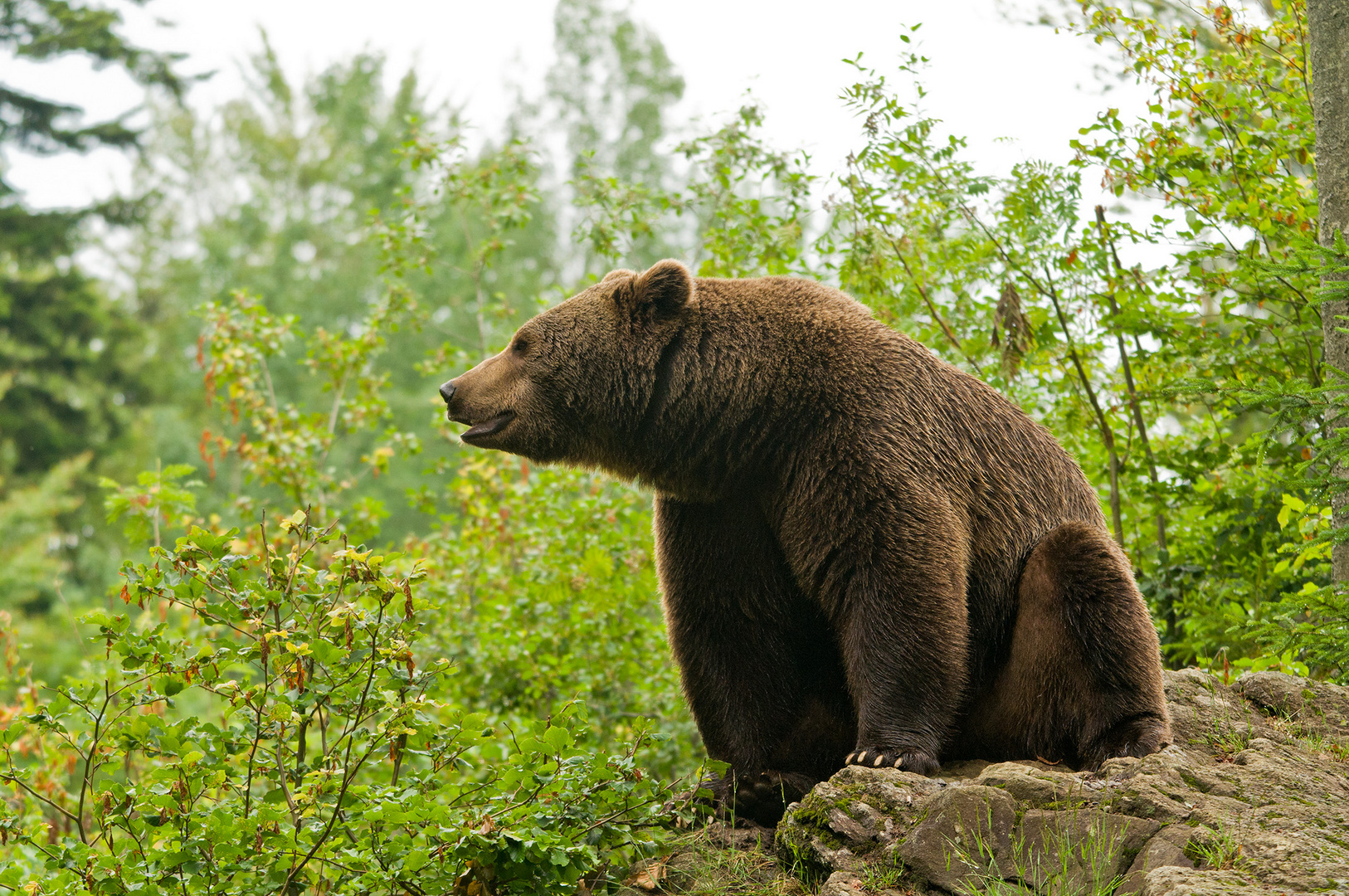 Brummbär