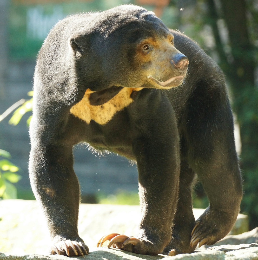 Brummbär Foto & Bild tiere, zoo, wildpark & falknerei, tierdetails
