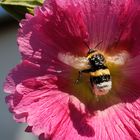 Brummel-Hummel an Flower-Tower ....