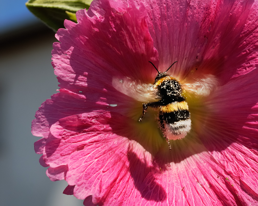 Brummel-Hummel an Flower-Tower ....