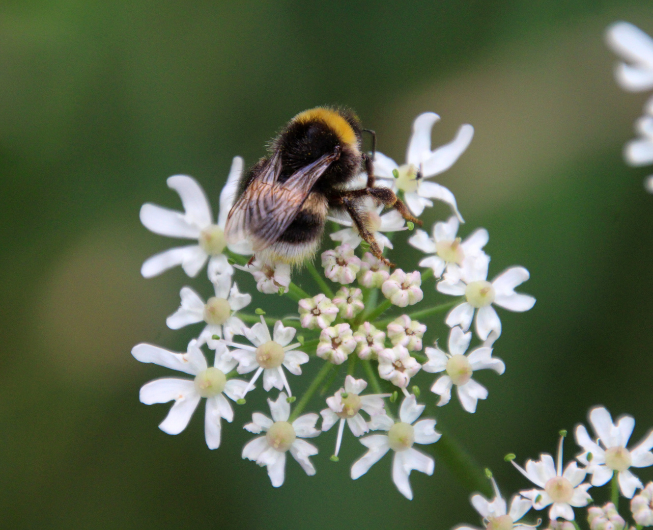 Brummelhummel ... 