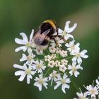 Brummelhummel ... 