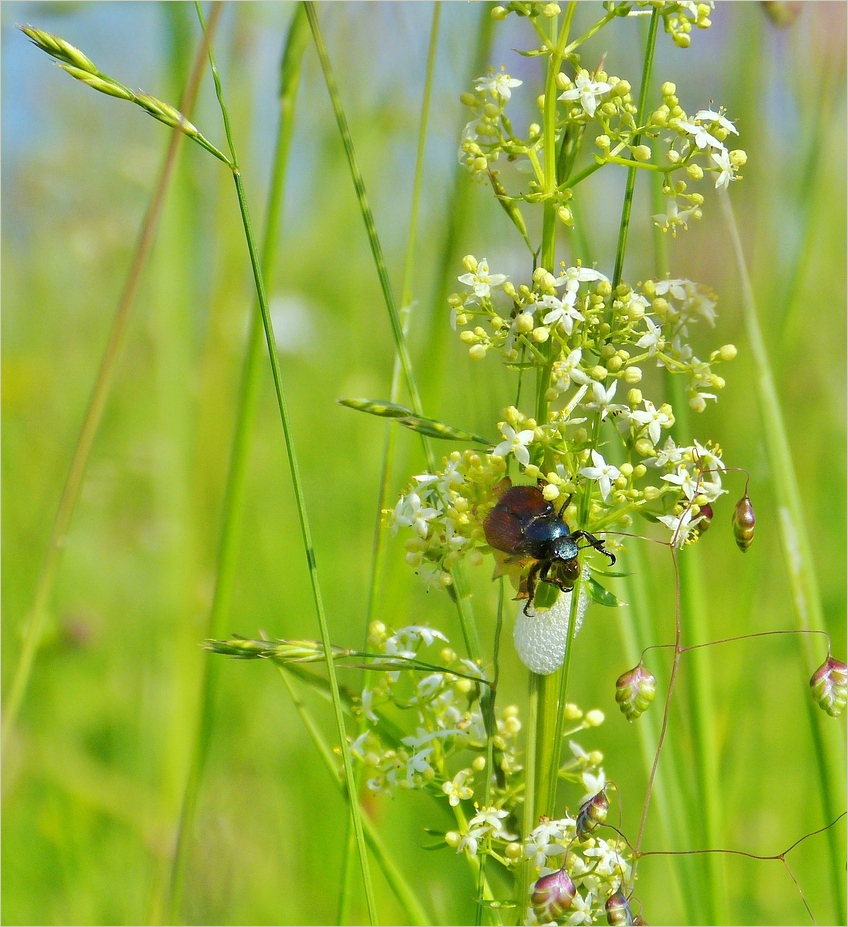 Brummer am Labkraut