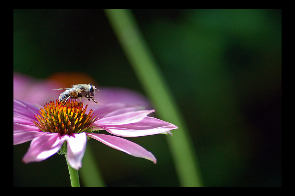 Brummer auf Echinacea