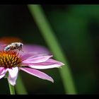 Brummer auf Echinacea