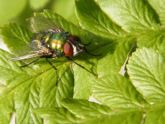 Brummer auf Farn